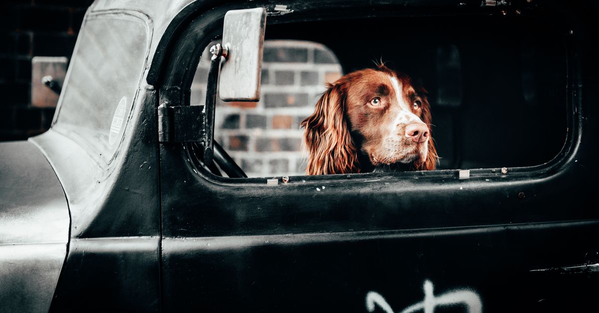 Child or Pet Locked in Car — Pro San Antonio Locksmith
